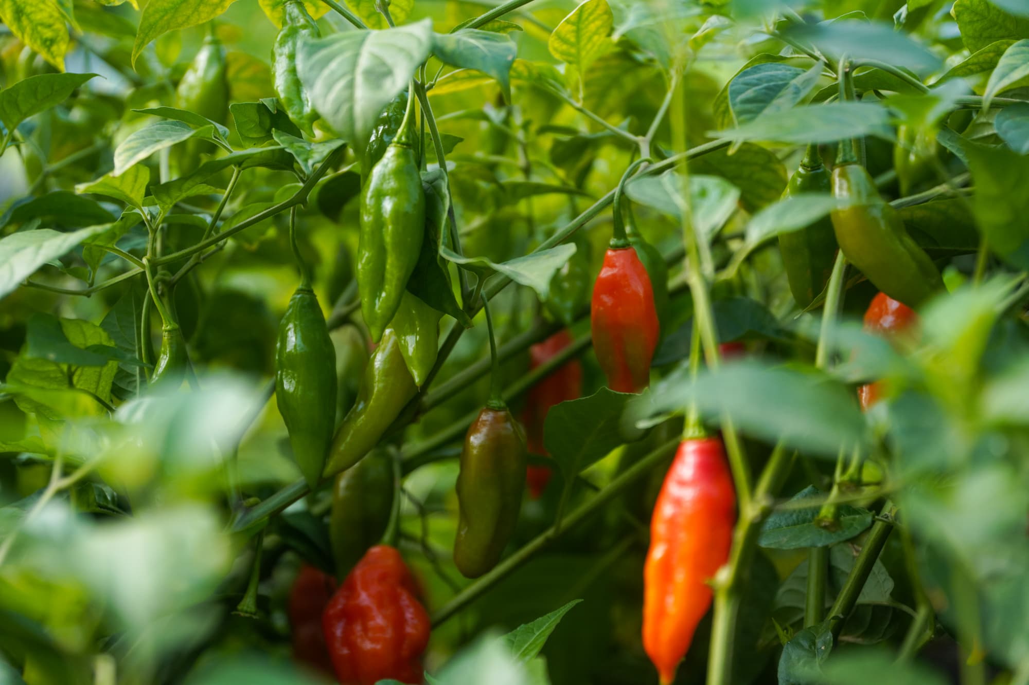 Red and green peppers ripening on the plant