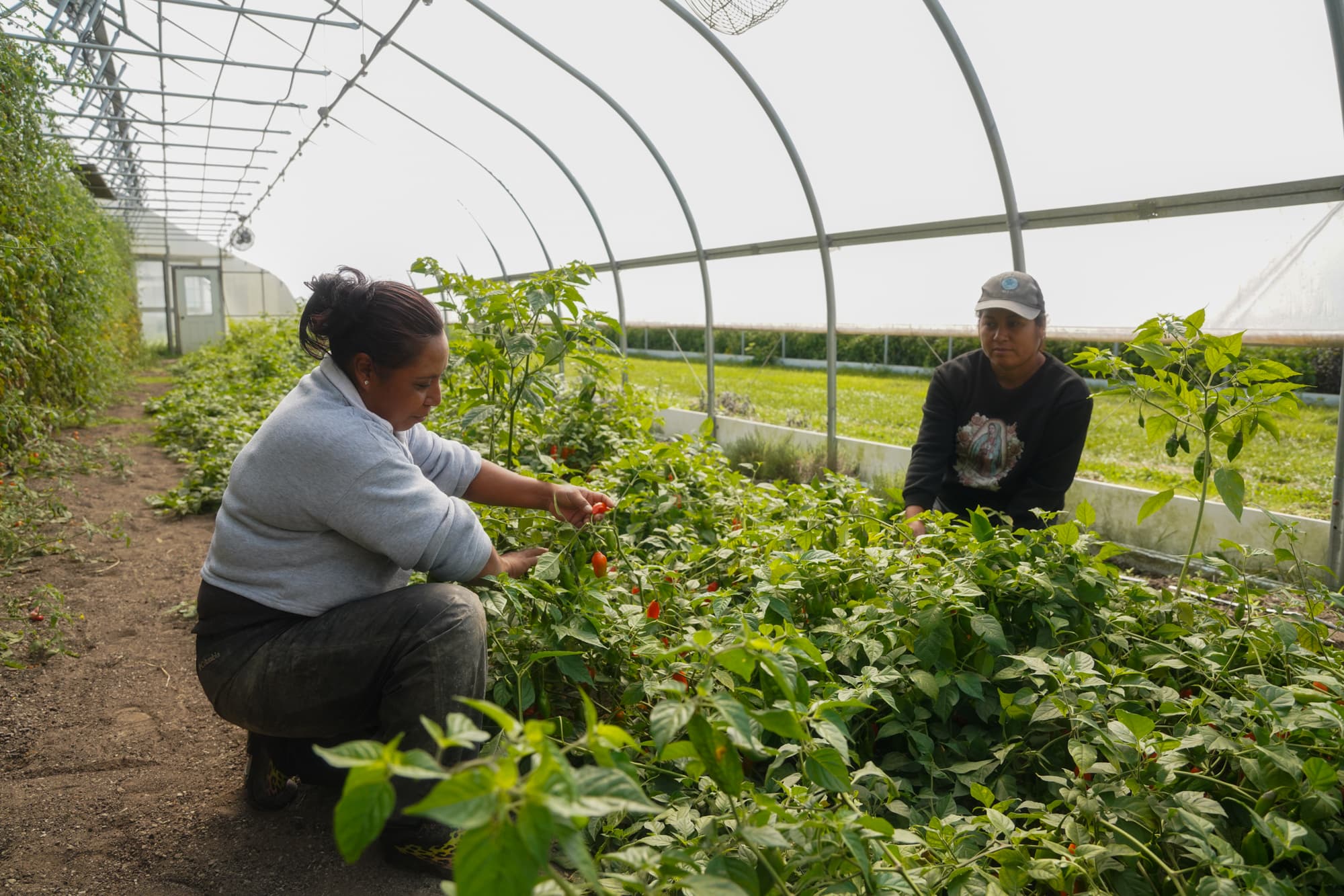 Two growers working the pepper rows inside the greenhouse