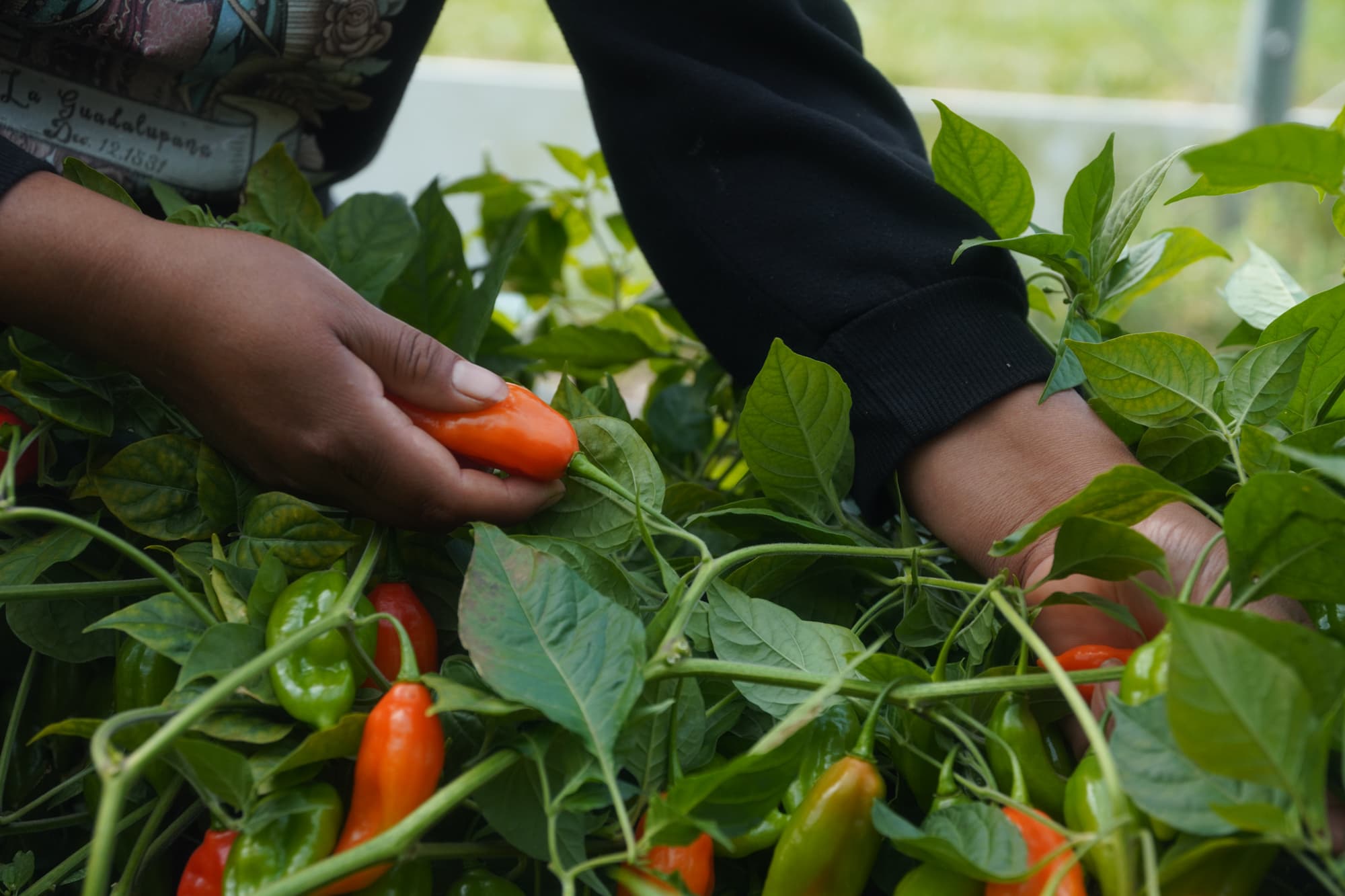 A grower's hands picking a ripe red pepper from the plant